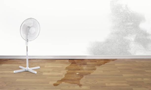Best Water damage restoration near me  in Lehigh Acres, FL